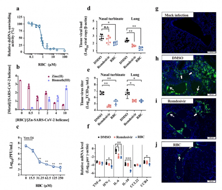 (a) Inhibition of the double-stranded (ds) DNA unwinding activity of the SARS-CoV-2 helicase by RBC (b) The substitution of zinc(II) in SARS-CoV-2 helicase by bismuth(III). (c) Virus copies in the cell culture supernatant exposed to RBC treatment were determined at 48 hours post viral infection in Vero E6 cells (d-f) Hamsters were intranasally inoculated with 104 p.f.u. of SARS-CoV-2 and intraperitoneally given either DMSO (vehicle control), RBC  or remdesivir. Respiratory tissue viral yields in the nasal turbinate and lung tissues of the hamsters were determined by (d) qRT–PCR assay and (e) median tissue culture infective dose (TCID50) assay, respectively. (f) Representative chemokine and cytokine assessment of the lung tissues (n = 3) of the indicated groups, as detected in the lung tissue homogenate. The results are shown as mean ± s.d. *P < 0.05, **P < 0.01 and ***P < 0.001 when compared with the DMSO group. NS, not significant. (g-j) Representative images of the viral N protein distribution in lung tissue sections from groups of uninfected hamsters (g) and infected hamsters treated with DMSO (h), Remdesivir (i) and RBC (j), respectively.